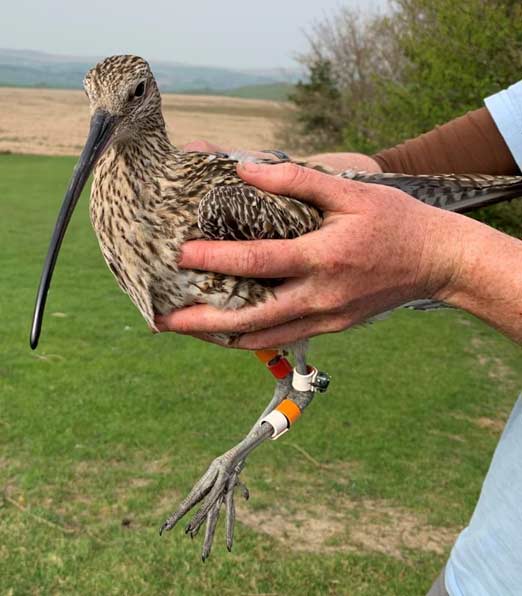 A tagged Curlew. Rachel Taylor A tagged Curlew. Rachel Taylor