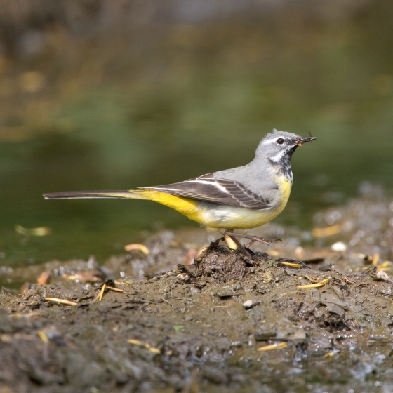 Grey Wagtail, Chris Knights Grey Wagtail, Chris Knights