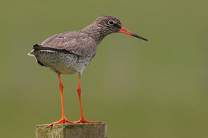 Redshank. Photo by Jill Pakenham