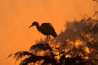 Grey Heron. Photograph by John Harding Grey Heron. Photograph by John Harding