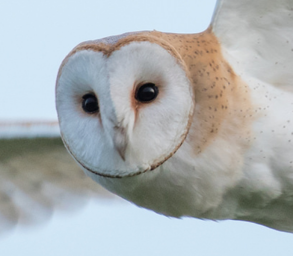 Barn Owl by Matt Hazleton Barn Owl by Matt Hazleton