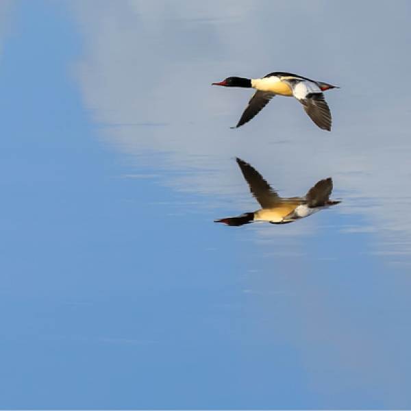Goosander. Canva Goosander. Canva