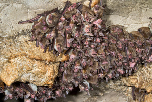 Lesser Mouse-eared Bat roost. Ivan Kuzmin / stock.adobe.com Lesser Mouse-eared Bat roost. Ivan Kuzmin / stock.adobe.com