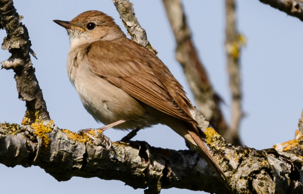 Nightingale, by Philip Croft / BTO Nightingale, by Philip Croft / BTO