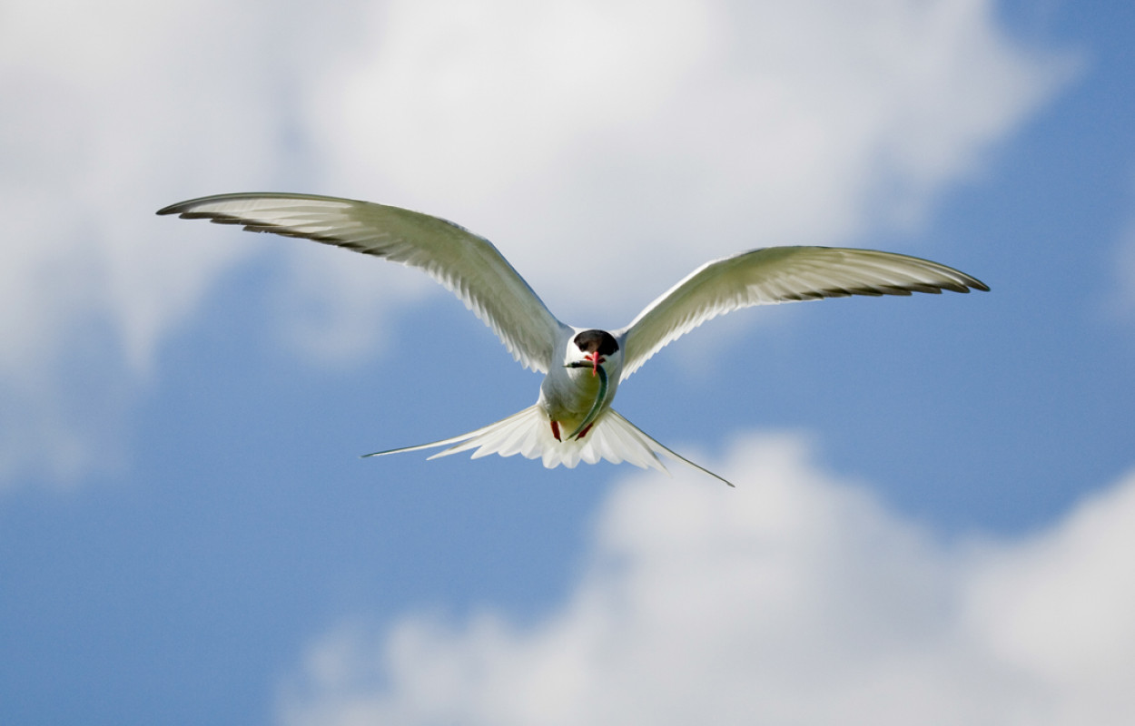 Arctic Tern, by Edmund Fellowes / BTO Arctic Tern, by Edmund Fellowes / BTO