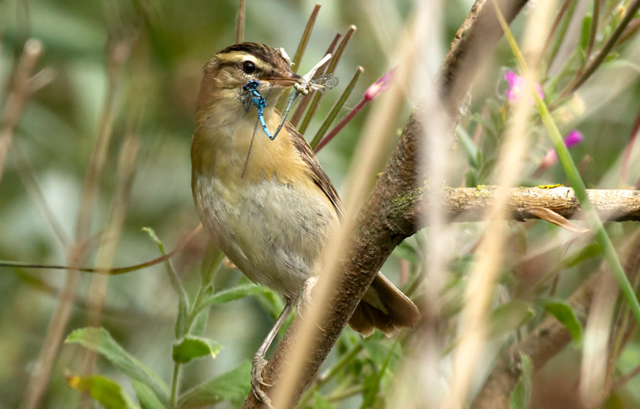 Sedge Warbler, by Colin Brown / BTO Sedge Warbler, by Colin Brown / BTO