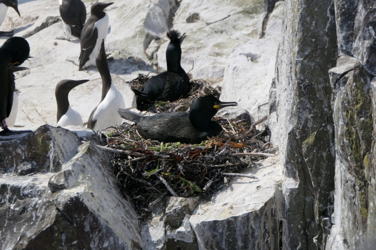 Shags and Guillemots, Mike Toms / BTO Shags and Guillemots, Mike Toms / BTO