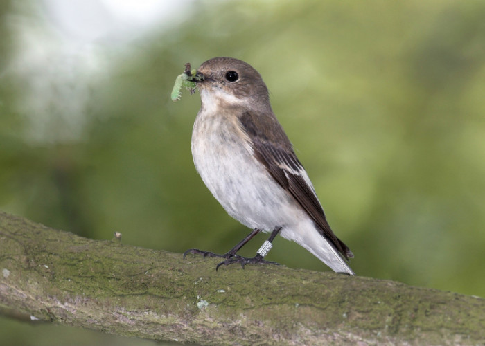 Pied Flycatcher, by John Harding/BTO Pied Flycatcher, by John Harding/BTO