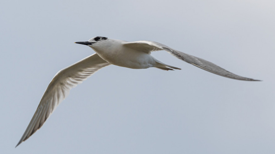 Sandwich Tern, by Philip Croft/BTO Sandwich Tern, by Philip Croft/BTO
