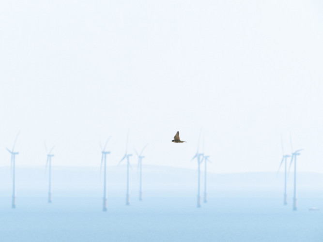 Peregrine and offshore wind farm, by Edmund Fellowes / BTO Peregrine and offshore wind farm, by Edmund Fellowes / BTO