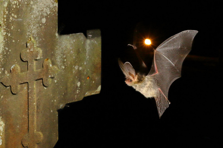 Brown Long-eared Bat, by C Damant Brown Long-eared Bat, by C Damant