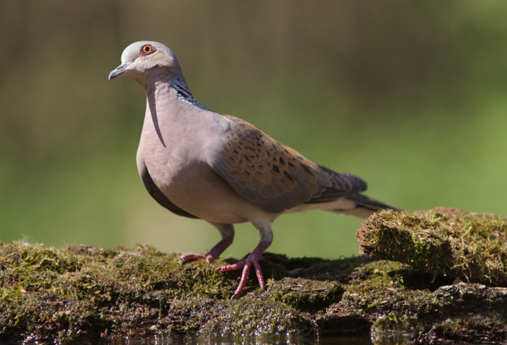 Turtle Dove, by Edmund Fellowes / BTO Turtle Dove, by Edmund Fellowes / BTO