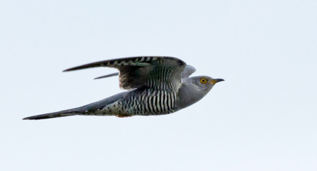 Cuckoo, by Colin Brown / BTO