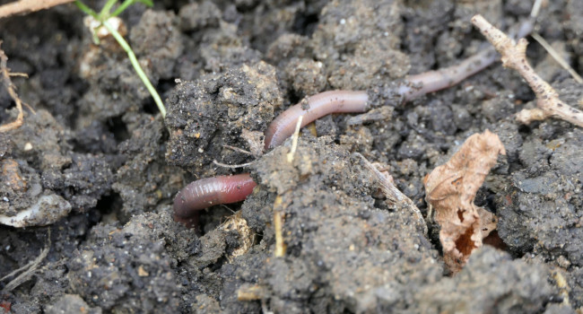 Earthworm, by Mike Toms/BTO