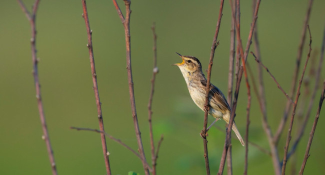 Aquatic Warbler, Daniel Rosengren