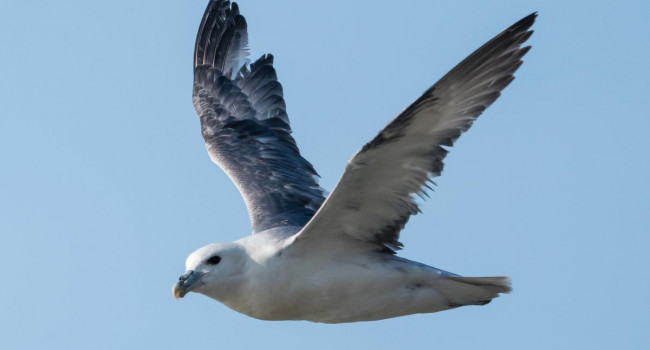 Fulmar. Philip Croft