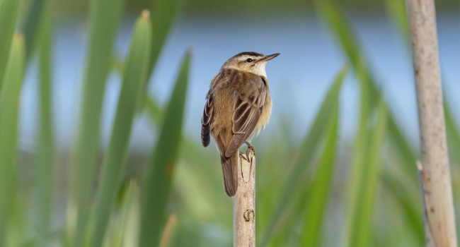 Sedge Warbler, by Edmund Fellowes / BTO