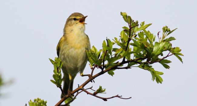 Willow Warbler. Allan Drewitt / BTO