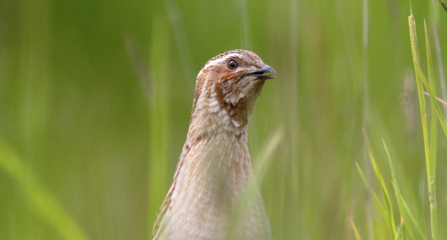 Quail, by Graham Catley / BTO