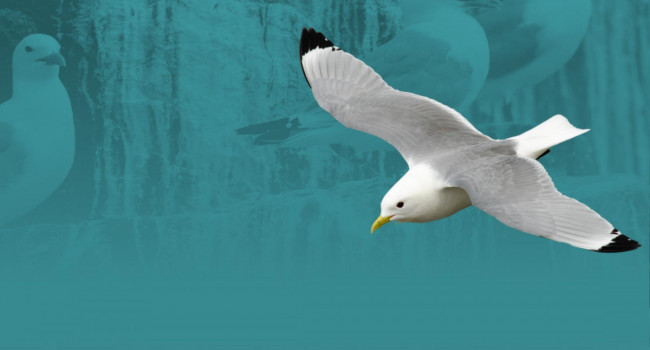 Kittiwake. Richard Jackson