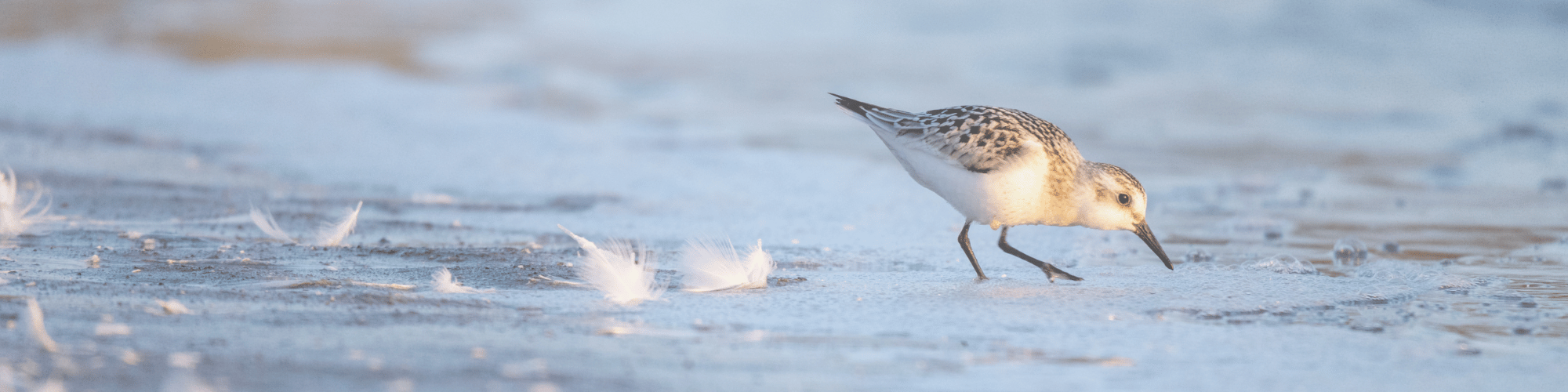 Sanderling. Vassiliy Vishnevskiy